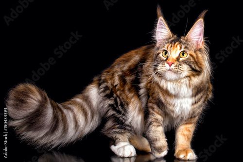 A Big Maine Coon Cat Standing On The Black Background With Long