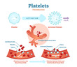 © VectorMine - Platelets or thrombocyte activation fibrin in blood vessel vector illustration diagram. Anatomical blood circulation system scheme.