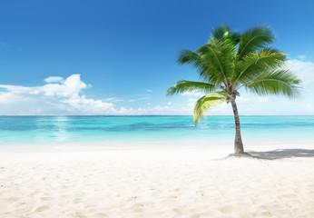 Wall Mural - palm on the beach, dominican republic