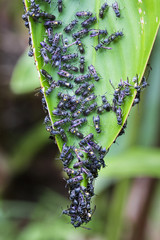 Canvas Print - A colony of bees on a large jungle leaf in Tortuguero National Park, Costa Rica.