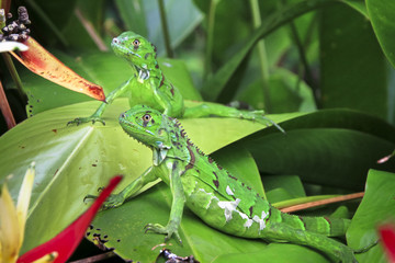 Wall Mural - A pair of green iguanas (Iguana iguana) bask in the open on a large plant in Tortuguero National Park, Costa Rica.