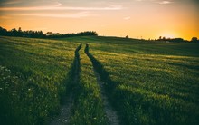 A Beautiful Shot Of Tire Track Path Through A Thick Green Field At Sunset