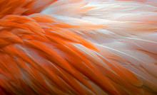 Background Of Flamingo Feathers
