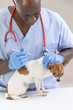 © JPC-PROD - Vet giving an injection to a Chihuahua in front of white a background