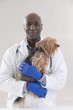 © JPC-PROD - portrait of a happy veterinarian and Yorkshire terrier on white background