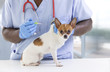 © JPC-PROD - Vet giving an injection to a Chihuahua in front of white a background