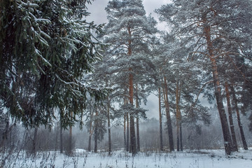 Wall Mural - Forest under snow at sunny evening