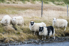 Sheep Standing On Grassy Field By Stream Against Fence