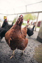 Close-up Of Hens In Animal Pen