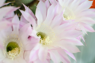 detail of flowers of succulent plant. Very beautiful flowers, in the warm season, they love the sunlight and the heat.