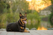 Australian Kelpie dog lying down in front of nature pond