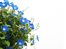 Blue Morning Glory Flower Isolated On White Background