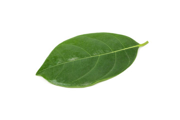Wall Mural - Green leaf isolated on white background