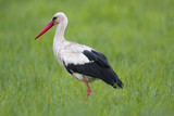 Fototapeta  - Single White Stork bird on grassy wetlands during a spring nesting period