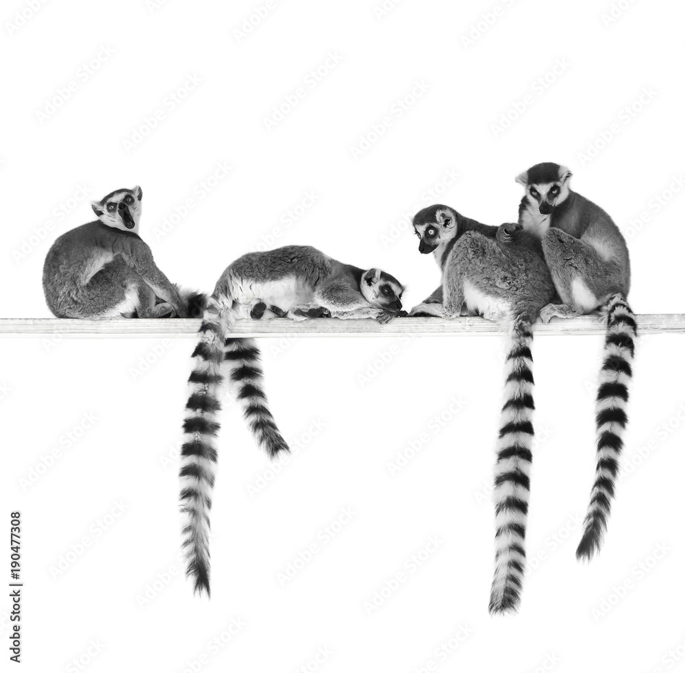 Black and white image of ring-tailed lemurs isolated on white background - obrazy, fototapety, plakaty 