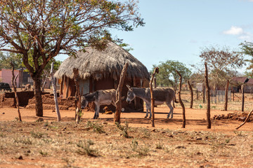 Wall Mural - African house in the village