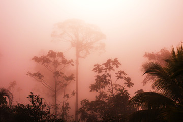 Poster - Jungle in Costa Rica