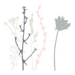 Meadow grasses, herbs and flowers outlines vector botanical illustration.