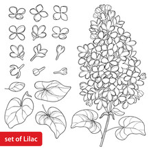 Vector Set With Outline Lilac Or Syringa Flower, Ornate Leaves And Bunch In Black Isolated On White Background. Blossoming Garden Plant Lilac In Contour Style For Spring Design And Coloring Book.