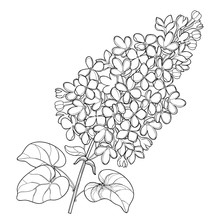 Vector Branch With Outline Lilac Or Syringa Flower Bunch And Ornate Leaves In Black Isolated On White Background. Blossoming Garden Plant Lilac In Contour Style For Spring Design And Coloring Book.