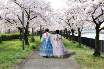 Two Asian woman wearing Korean national dress walking in park and cherry blossom in spring in Seoul, South Korea. Spring season in South Korea.