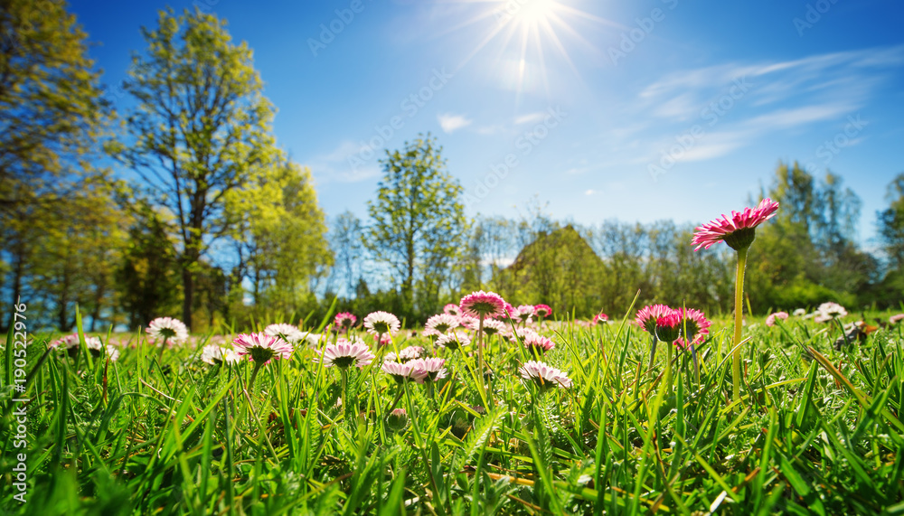 Meadow with lots of white and pink spring daisy flowers in sunny day. Nature landscape in estonia in early summer - obrazy, fototapety, plakaty 