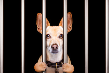 Wall Mural - criminal dog behind bars in police station, jail prison, or shelter  for bad behavior