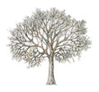 Winter tree handdrawing isolated on white. Four seasons.  Tree  drawing one of four, winter.