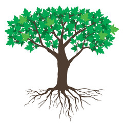 Sticker - Big maples tree with green leaves