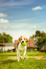 Beagle dog fun run in a garden with a green ball