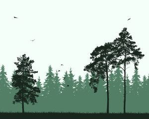 Poster - Vector illustration of pine forest with birds