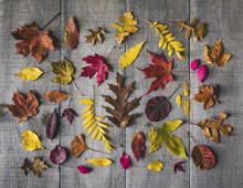 Overhead View Of Various Leaves On Wooden Table During Autumn