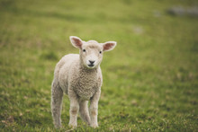 Portrait Of Lamb On Field