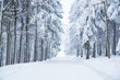 Wonderful white winter forest