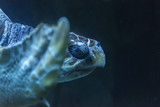 Fototapeta Tęcza - Close-up view of a sea turtle's eye