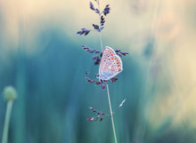 Cute Little Blue Butterfly Sits On A Blade Of Grass On The Summer Meadow Beautiful