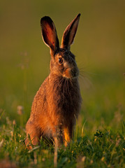Wall Mural - european hare, lepus europaeus, Czech republic