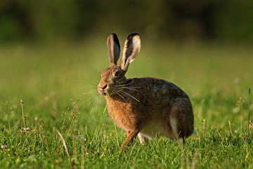Wall Mural - european hare, lepus europaeus, Czech republic