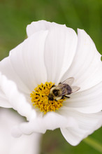 Bee In The Center Of White Flower With Yellow Center