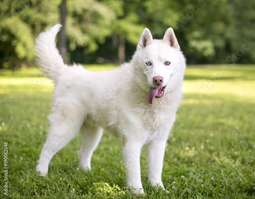 A White Husky Dog With Heterochromia One Blue Eye And One Brown Eye Stock Photo Adobe Stock