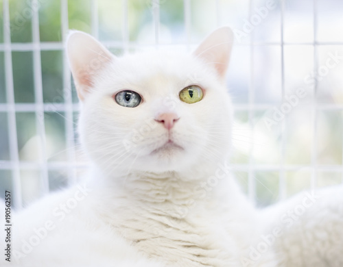 A White Domestic Shorthair Cat With Heterochromia One Blue Eye And One Yellow Eye Stock Photo Adobe Stock