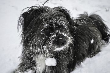 Snow Dog