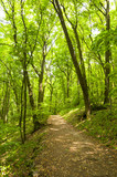 Fototapeta Sawanna - beautiful green forest