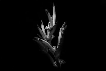 Wall Mural - Black and white photo of a flower head