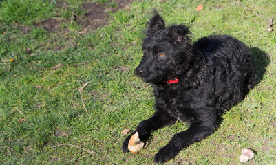 A playful dog, Pulin