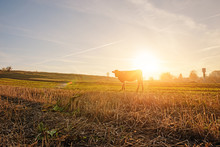One Cow In A Full Height Is Grazing On The Autumn Field From Afar On The Background Of Beautiful Sunset
