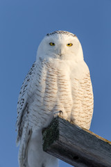 Wall Mural - Snowy Owl Looking at Camera