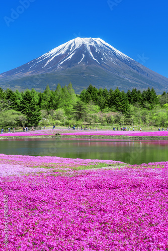 Dekoracja na wymiar  mt-fuji-i-shiba-sakura-floks-mchu-rozowy-mech-floks-gorski-spektakularny-wiosenny-krajobraz