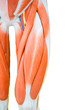 Human thigh muscle anatomy