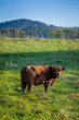 Brown Cow in green grass on a Farm